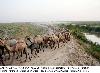 Next picture :: A long herd of camels move towards destination  before evening in Jaffarabad
