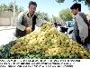 Next picture :: Vendor sells apricots to earn his livelihood