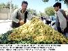 Vendor sells apricots to earn his livelihood