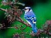 Next picture :: Blue Bird Wallpaper Beautiful