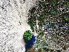 white blue peacock