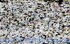 Previous picture :: Muslim pilgrims pray inside the 'Haram Sharif' in Mecca, Saudi Arabia