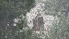 zirat trees