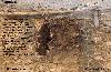 Previous picture :: Laandi of Balochistan 