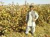 Next picture :: Me and Crops of Cotton.