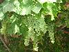 Quetta Grapes in Bright Future School
