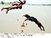 Next picture :: Children dip to beat the heat at Indus River