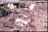 Previous picture :: Ziarat Quake 29 october 2008
