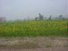 Previous picture :: Green Punjab 