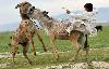 An Afghan boy falls off his donkey as it fights with another 