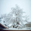 Next picture :: Tree Covered with Snow
