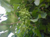 Ziarat Grapes Hummmmmm