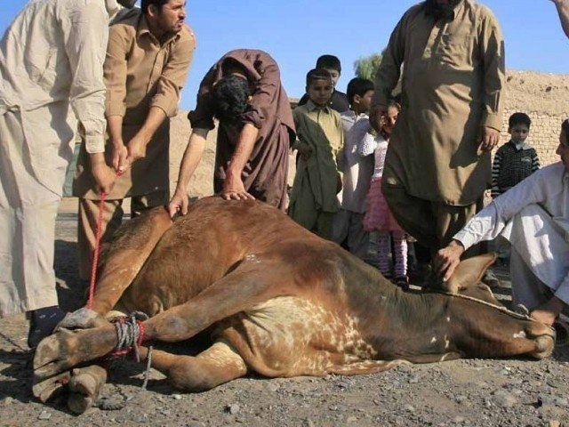 ملک بھر میں عیدالاضØÛŒÙ° Ú©Û’ دوسرے روز بھی قربانی کا Ø³Ù„Ø³Ù„Û Ø¬Ø§Ø±ÛŒ