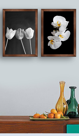 Three tulips black and white on a black background