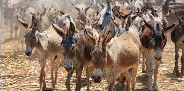 پاکستان میں گدھوں Ú©ÛŒ تعداد 55لاکھ Ûوگئی